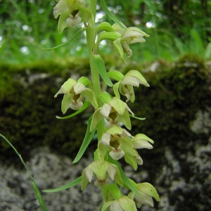  - Epipactis helleborine subsp. helleborine