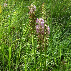 Photographie n°46288 du taxon Gymnadenia conopsea (L.) R.Br. [1813]