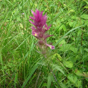 Photographie n°46316 du taxon Melampyrum arvense L. [1753]