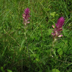 Photographie n°46318 du taxon Melampyrum arvense L. [1753]