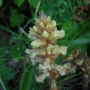 Photographie n°46325 du taxon Orobanche hederae Vaucher ex Duby [1828]