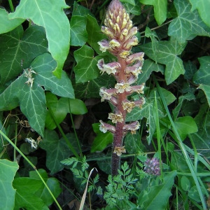 Photographie n°46327 du taxon Orobanche hederae Vaucher ex Duby [1828]