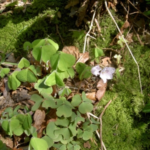 Photographie n°46331 du taxon Oxalis acetosella L.