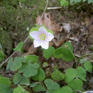 Photographie n°46332 du taxon Oxalis acetosella L.