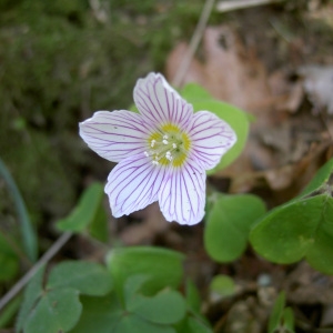 Oxalis alba Dulac (Oseille des bois)