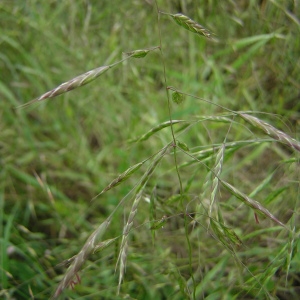 Photographie n°46414 du taxon Bromus arvensis L. [1753]