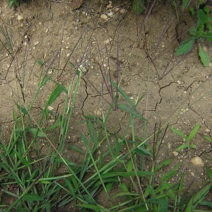 Photographie n°46423 du taxon Digitaria sanguinalis (L.) Scop. [1771]