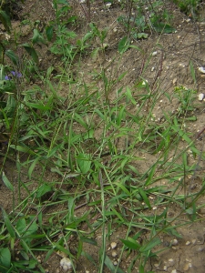 Augustin Roche, le 22 juillet 2005 (Joinville)