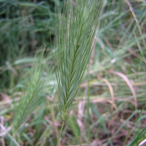 Photographie n°46431 du taxon Hordeum murinum L. [1753]