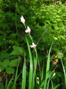 Augustin Roche, le  2 mai 2004 (Angers)