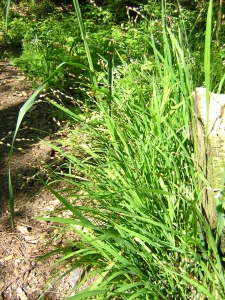 Augustin Roche, le  2 mai 2004 (Angers)