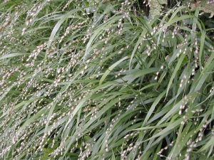 Augustin Roche, le 15 mai 2003 (Saint-Georges-Montcocq)