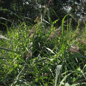 Photographie n°46452 du taxon Phragmites australis (Cav.) Trin. ex Steud. [1840]