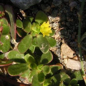 Photographie n°46468 du taxon Portulaca oleracea L. [1753]