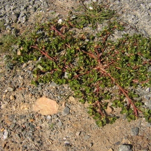 Photographie n°46470 du taxon Portulaca oleracea L. [1753]