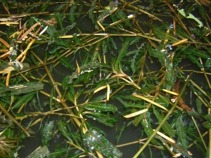 Augustin Roche, le 10 juillet 2005 (Joinville)