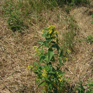 Photographie n°46496 du taxon Lysimachia vulgaris L. [1753]