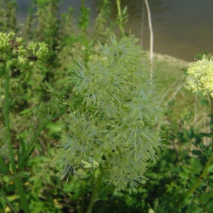 Photographie n°46542 du taxon Thalictrum flavum L. [1753]