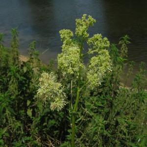 Photographie n°46543 du taxon Thalictrum flavum L. [1753]