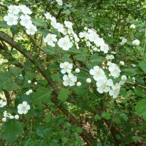 Photographie n°46560 du taxon Crataegus laevigata (Poir.) DC. [1825]