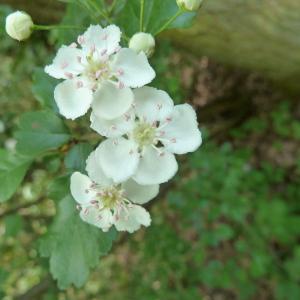 Photographie n°46561 du taxon Crataegus laevigata (Poir.) DC. [1825]