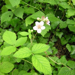 Photographie n°46614 du taxon Rubus caesius L. [1753]