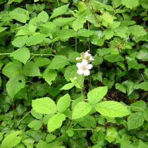 Photographie n°46616 du taxon Rubus caesius L. [1753]