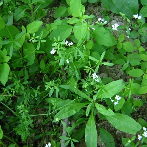 Photographie n°46638 du taxon Galium palustre L. [1753]