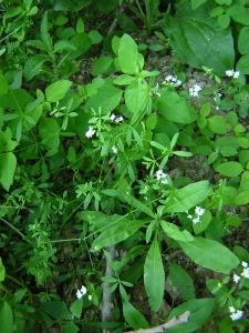 Augustin Roche, le 27 juin 2005 (Angers)
