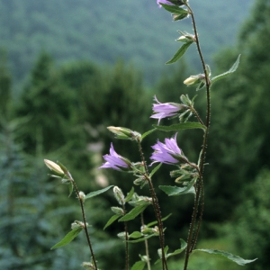 Photographie n°46653 du taxon Campanula trachelium L. [1753]