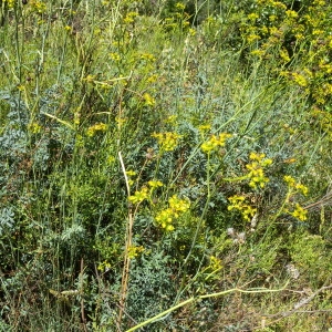 Photographie n°46654 du taxon Ruta angustifolia Pers. [1805]
