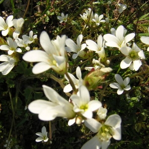 Photographie n°46675 du taxon Saxifraga granulata L. [1753]