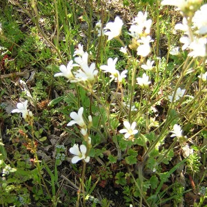 Photographie n°46677 du taxon Saxifraga granulata L. [1753]