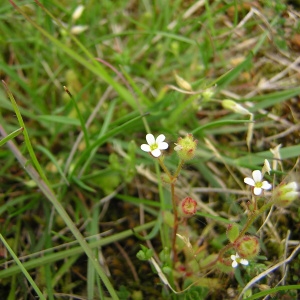 Photographie n°46681 du taxon Saxifraga tridactylites L. [1753]