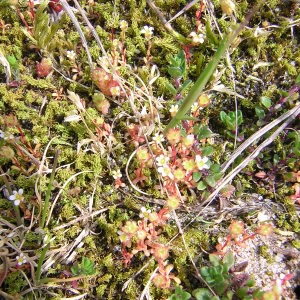 Photographie n°46682 du taxon Saxifraga tridactylites L. [1753]