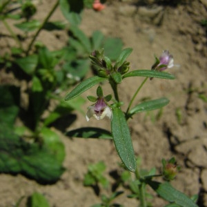 Photographie n°46685 du taxon Chaenorhinum minus (L.) Lange [1870]