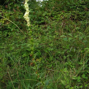 Photographie n°46690 du taxon Digitalis lutea L. [1753]