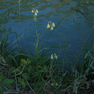  - Linaria chalepensis (L.) Mill. [1768]