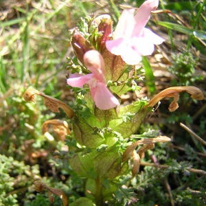 Photographie n°46728 du taxon Pedicularis sylvatica L. [1753]