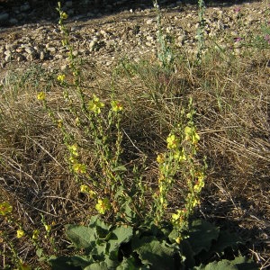 Photographie n°46743 du taxon Verbascum sinuatum L. [1753]