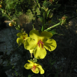 Photographie n°46744 du taxon Verbascum sinuatum L. [1753]