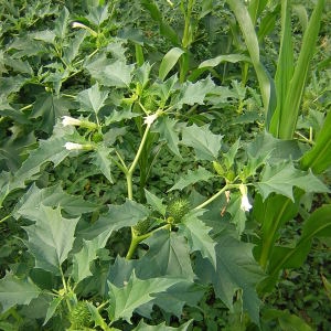 Photographie n°46750 du taxon Datura stramonium L. [1753]