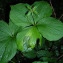  Augustin Roche - Paris quadrifolia L. [1753]