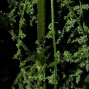 Photographie n°46768 du taxon Urtica dioica L. [1753]