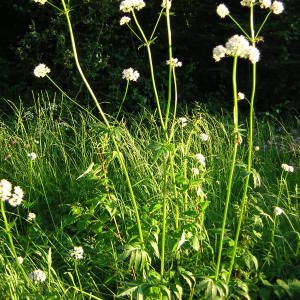 Photographie n°46770 du taxon Valeriana officinalis L. [1753]