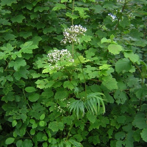 Photographie n°46772 du taxon Valeriana officinalis L. [1753]