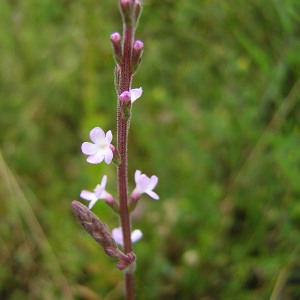 Photographie n°46776 du taxon Verbena officinalis L. [1753]