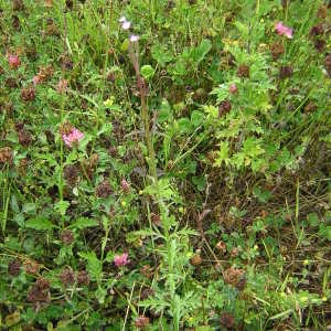 Photographie n°46778 du taxon Verbena officinalis L. [1753]