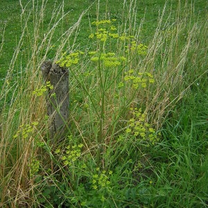 Photographie n°46806 du taxon Pastinaca sativa L. [1753]