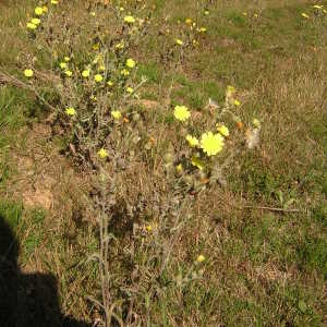 Photographie n°46807 du taxon Andryala integrifolia L. [1753]